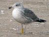 juvenile LBBG, ringed in the Netherlands.